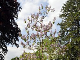 2010-Stadtpark-38