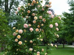 2025-5-stadtpark-6