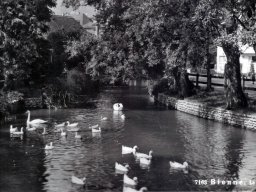 Stadtpark-Ententeich
